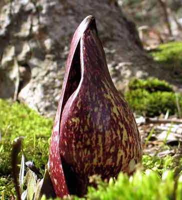 Bloom of the skunk cabbage